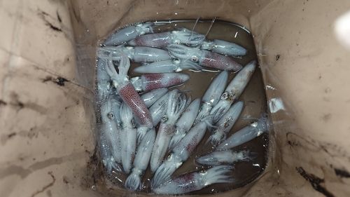 ヒイカの釣果