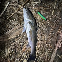 スズキの釣果