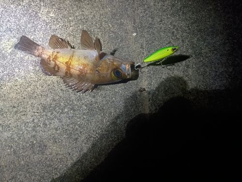 メバルの釣果