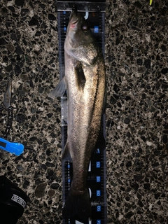 マルスズキの釣果