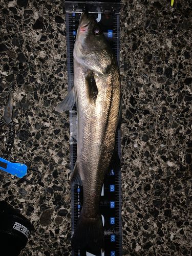 マルスズキの釣果