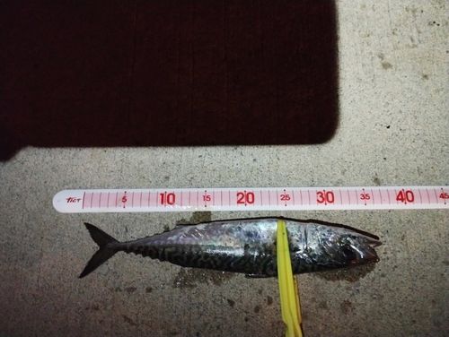 サバの釣果