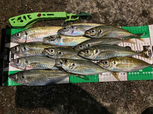 アジの釣果