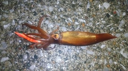 スルメイカの釣果