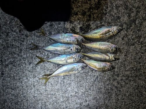 アジの釣果