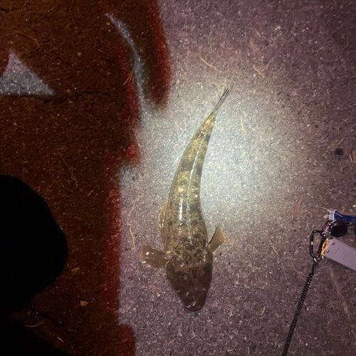 マゴチの釣果