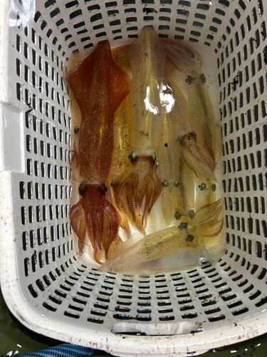 イカの釣果