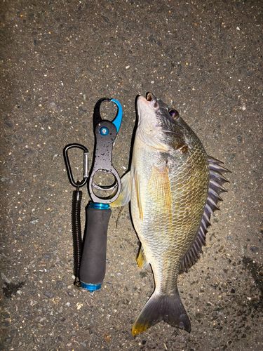 キビレの釣果