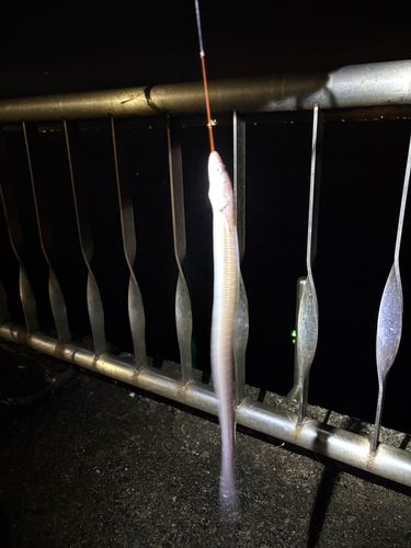 アナゴの釣果