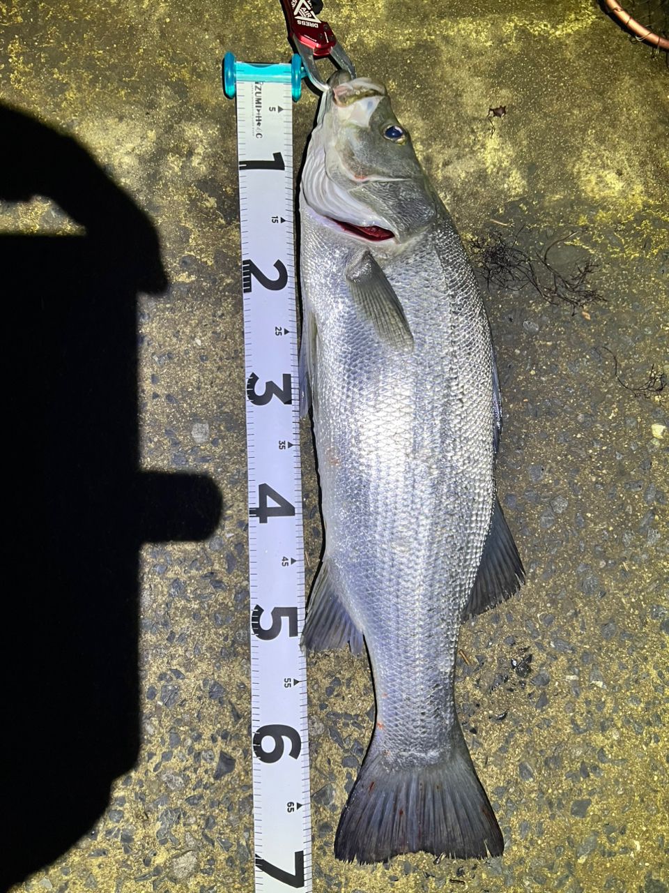 シーバスの釣果写真