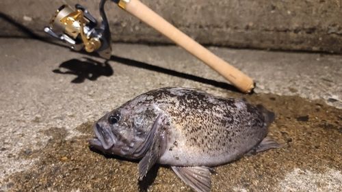 クロソイの釣果