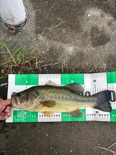 ラージマウスバスの釣果