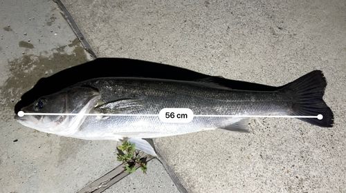 スズキの釣果