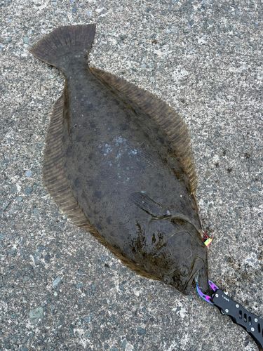 ヒラメの釣果