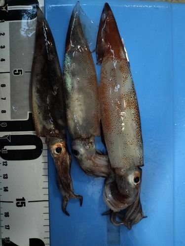 スルメイカの釣果