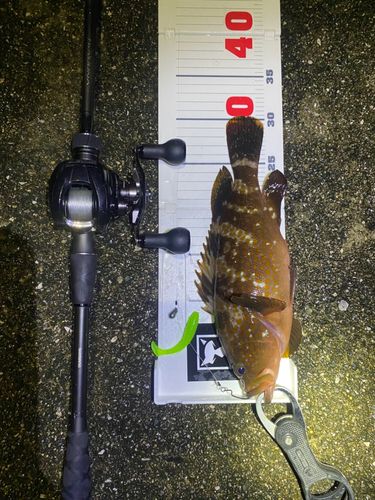 アコウの釣果