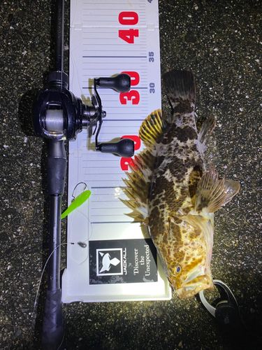 タケノコメバルの釣果