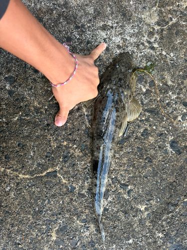 コチの釣果