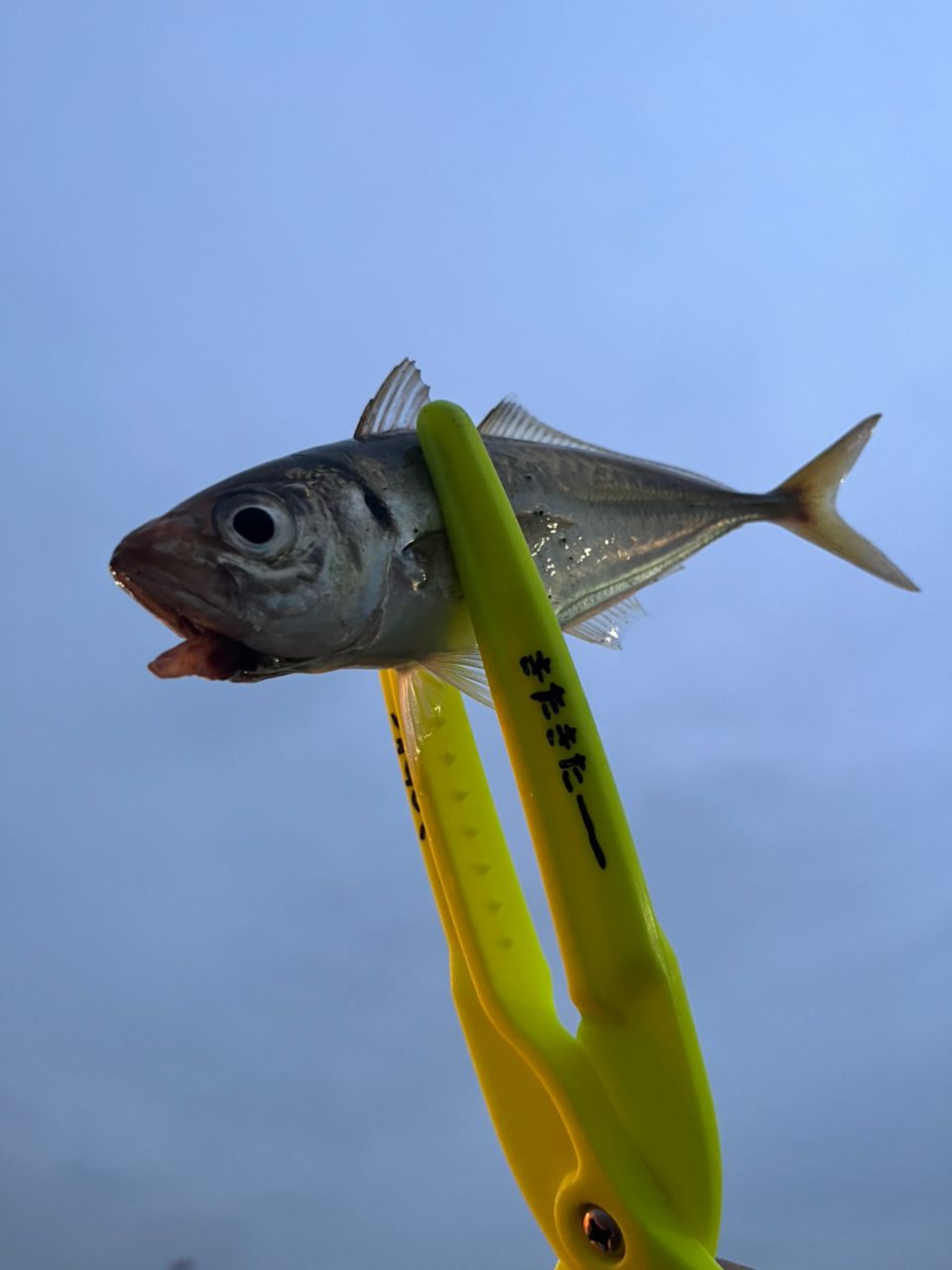 アジ・サバの釣果写真
