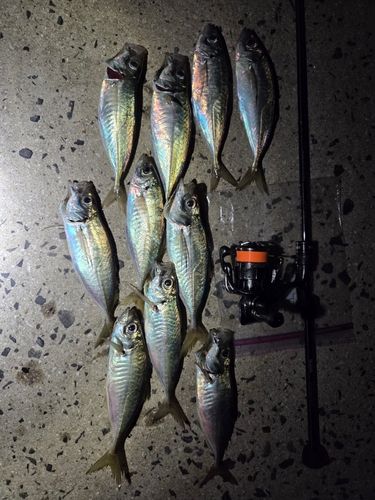 アジの釣果