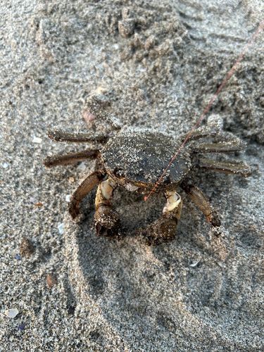 モクズガニの釣果