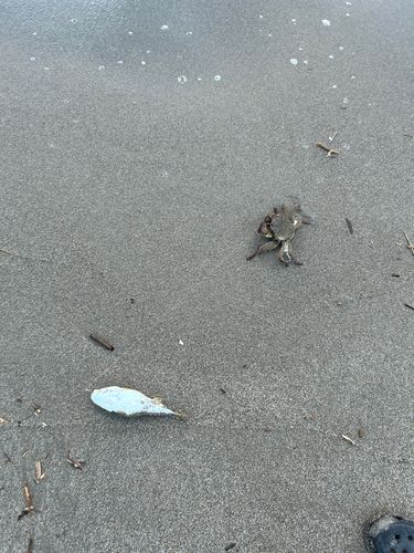 フグの釣果