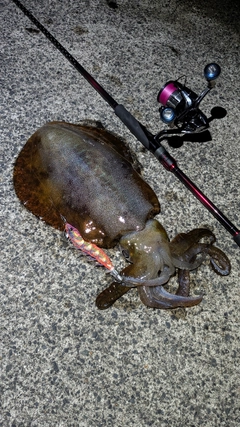 アオリイカの釣果