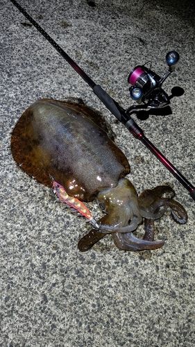 釣果