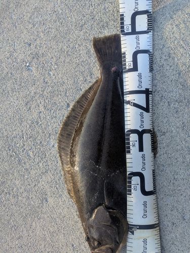 ヒラメの釣果