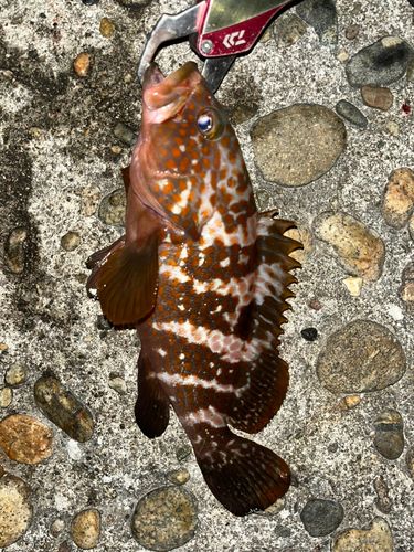 キジハタの釣果