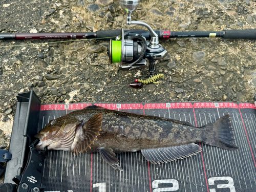 アイナメの釣果