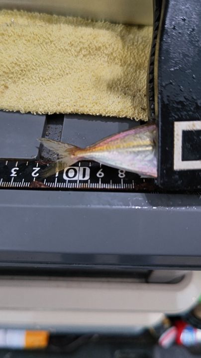 アジの釣果写真