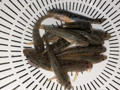 マハゼの釣果