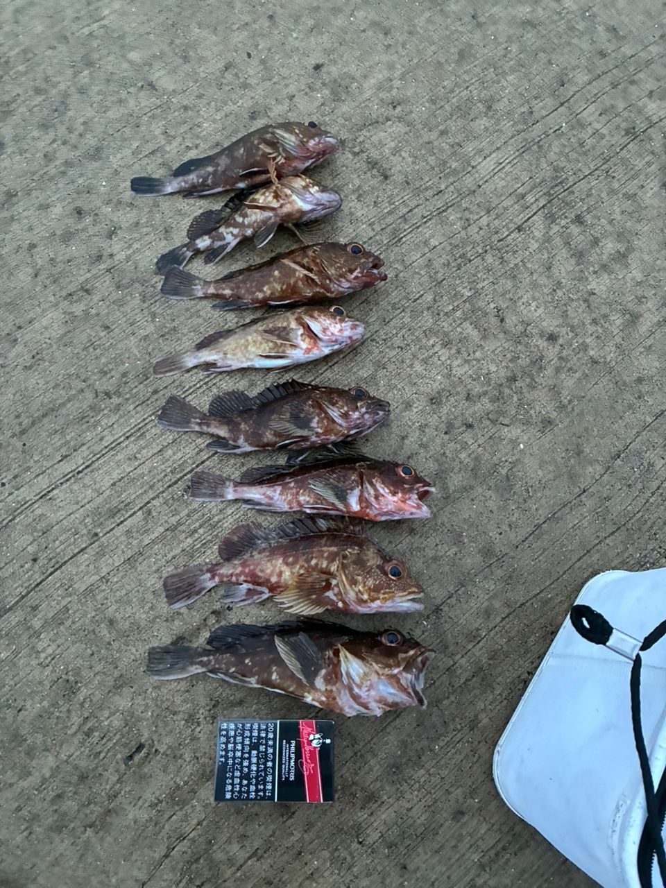 カサゴの釣果写真