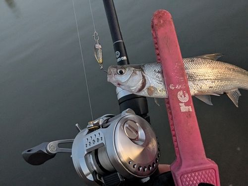 ウグイの釣果