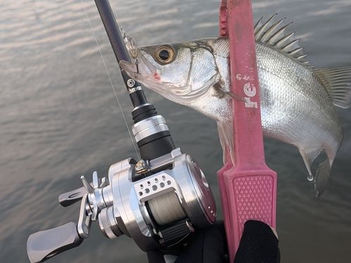 セイゴ（ヒラスズキ）の釣果