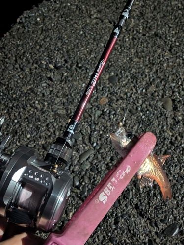 ネンブツダイの釣果