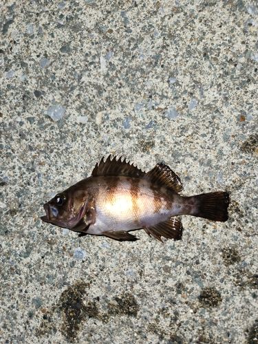メバルの釣果