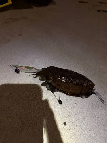 コウイカの釣果