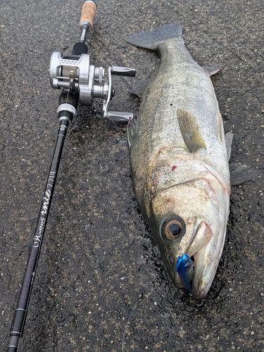 フッコ（マルスズキ）の釣果