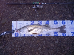 シーバスの釣果