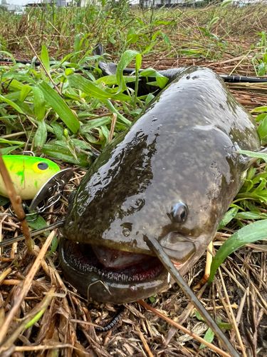 ナマズの釣果