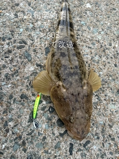 マゴチの釣果