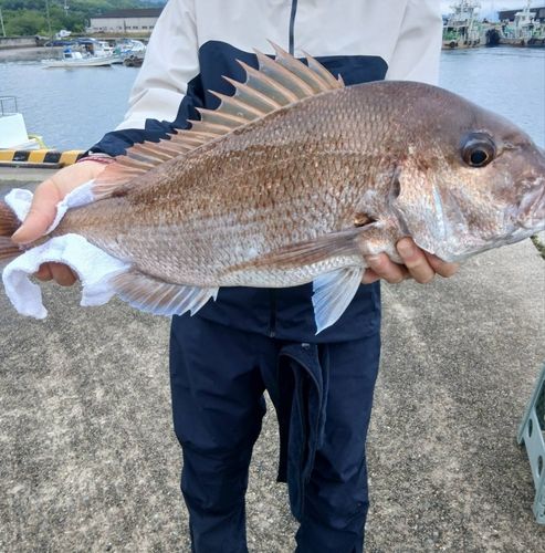 マダイの釣果