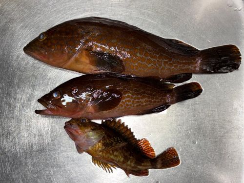 キジハタの釣果