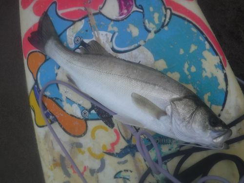 釣果