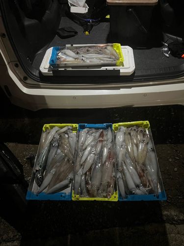 ケンサキイカの釣果