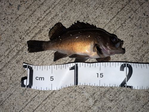 クロメバルの釣果