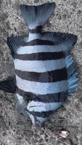 イシダイの釣果