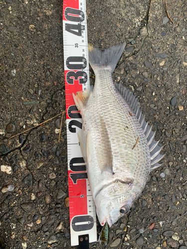 キビレの釣果